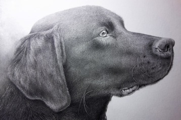 Black Labrador Graphite Drawing